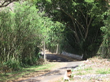 bridge