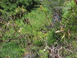 stream-bed.2