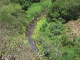 stream-bed