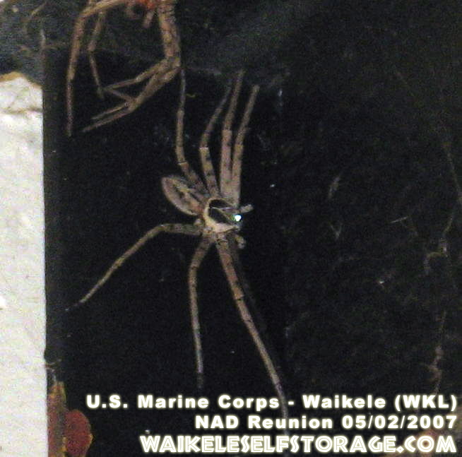 mega-spider-(2).jpg