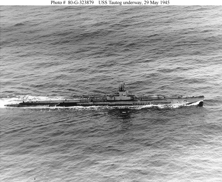 tautog.g323879.jpg